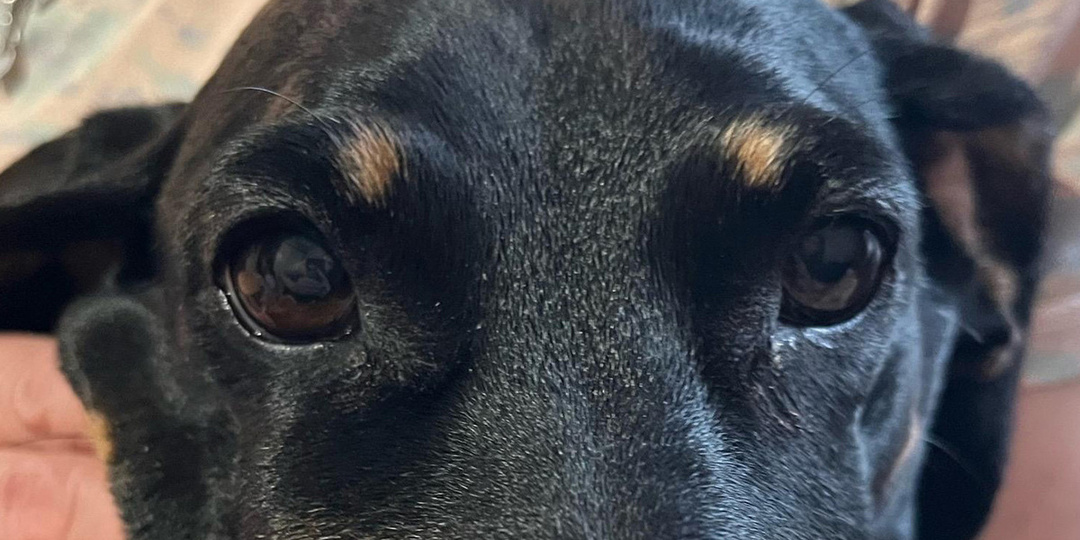 Суд в Нижнем Новгороде приговорил слепую полуглухую таксу к выселению из квартиры