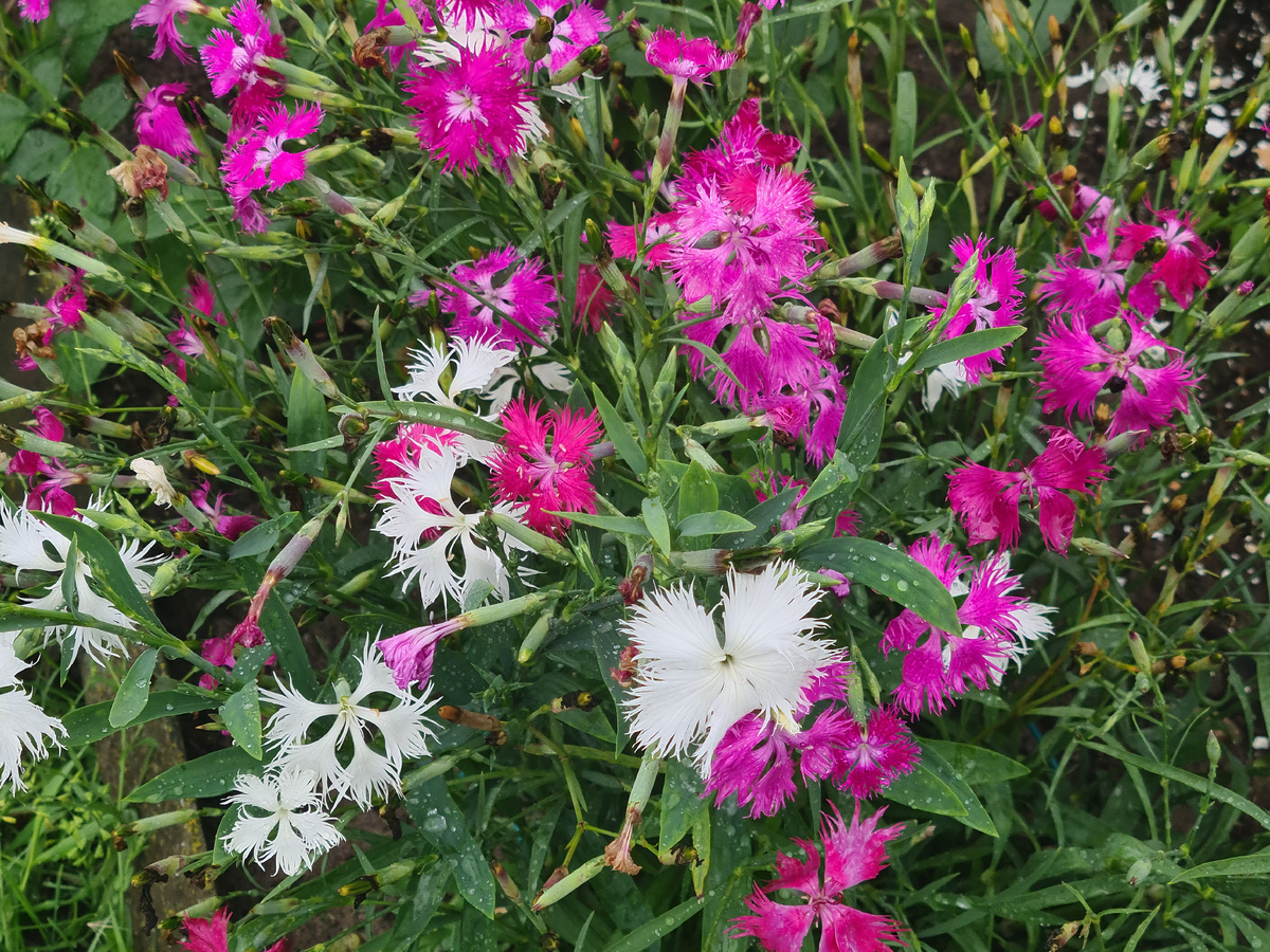 Гвоздика пышная - фото из личного архива.