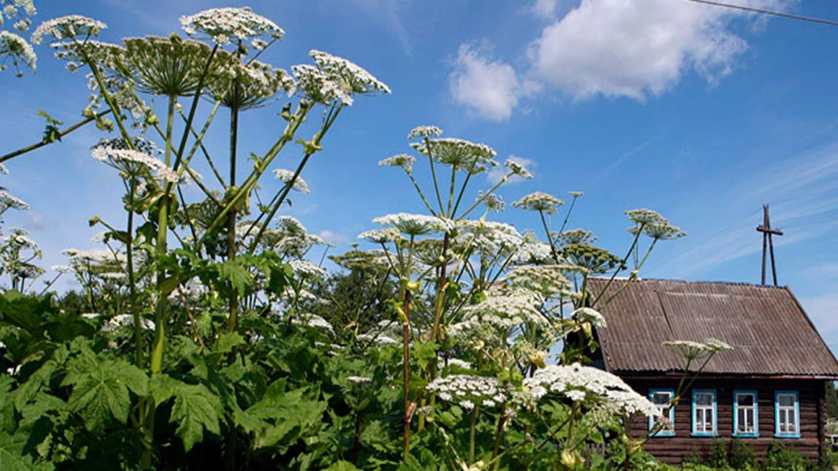 Инвазивные растения: под прицелом борщевик