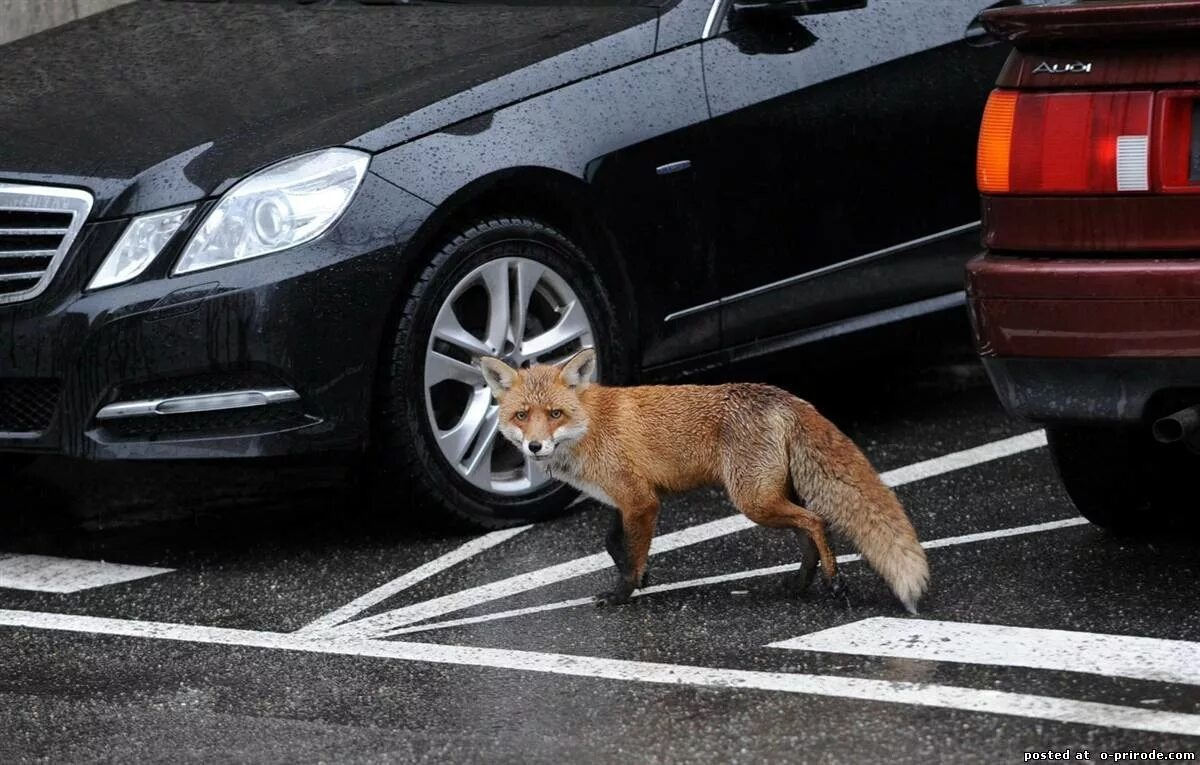 Фотография из интернета