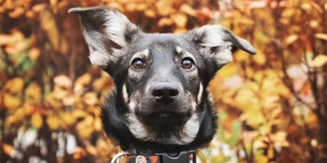 Луна. Пусть ее объявление долетит до ее мамы