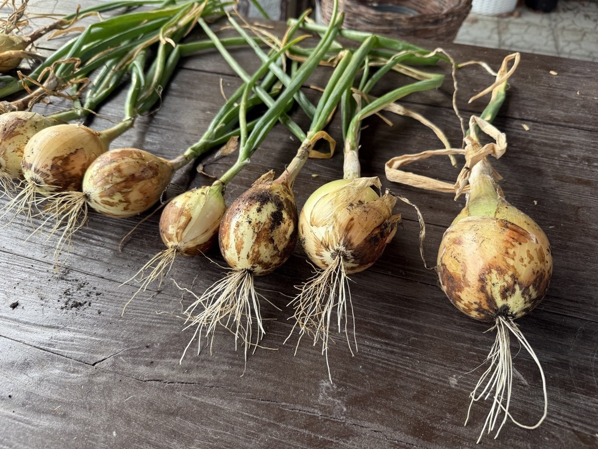 Лук Эксибишен выращенный из семян. Фото автора