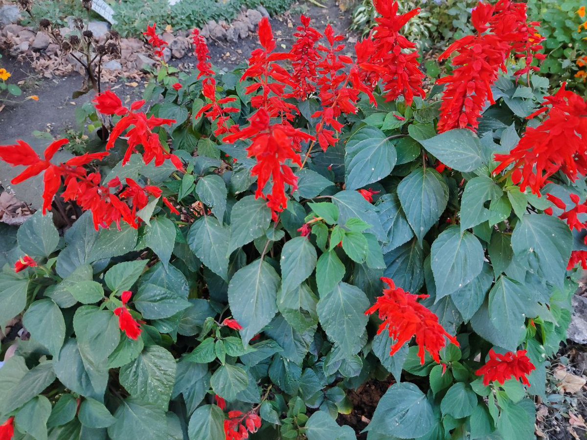 Фото автора.