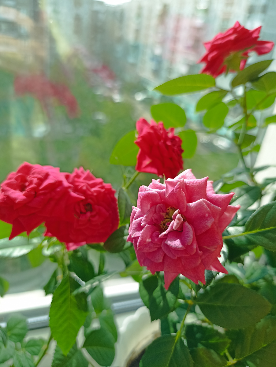 Пышное цветение роз