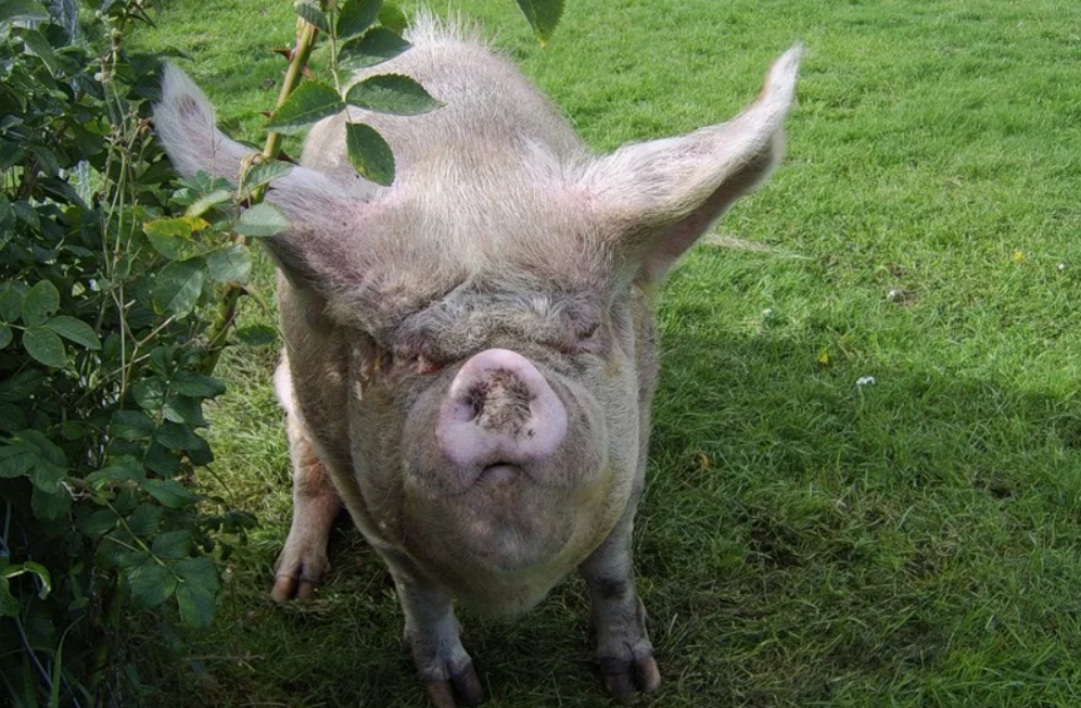 Такое примерно. Фото из открытых источников. 