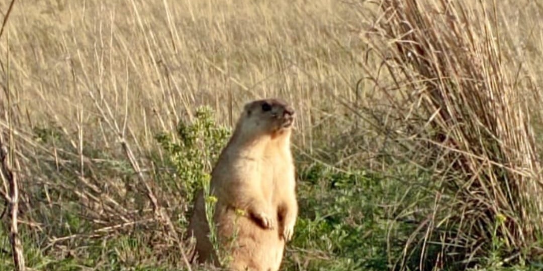 Аптечная Гаврилиада