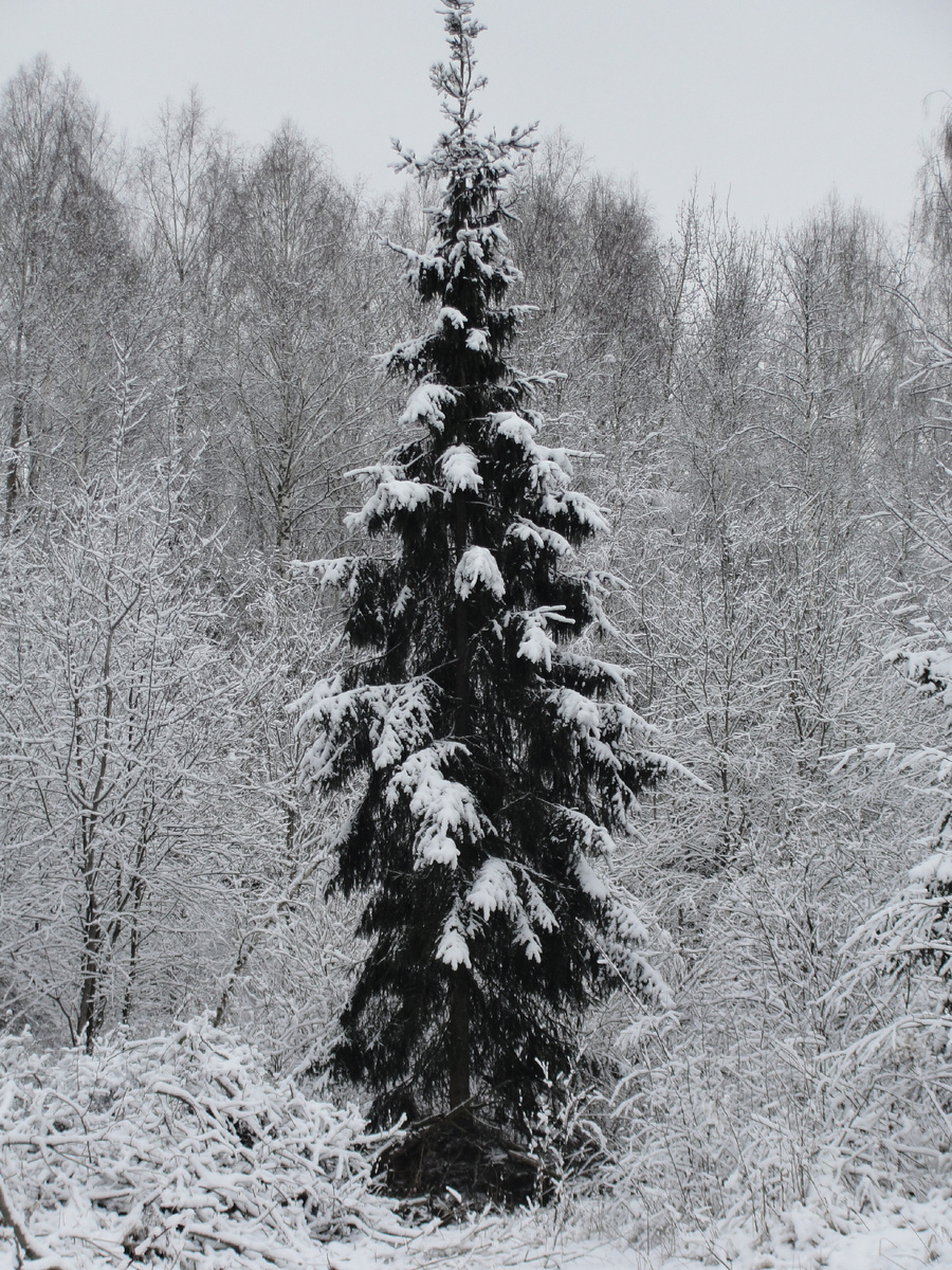 Фото Старого Солдата. Однажды в ноябре...