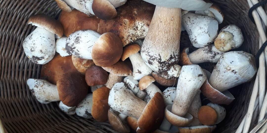 Елки и грибы