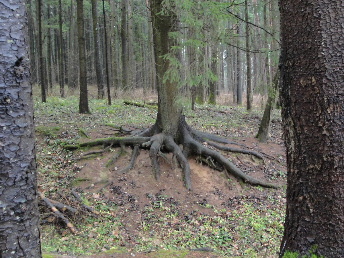 Фото Старого Солдата. Эту елку мы называем "драконья лапа"