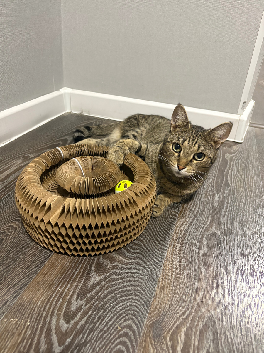 Кошенькина благодарность — новая игрушка-когтеточка