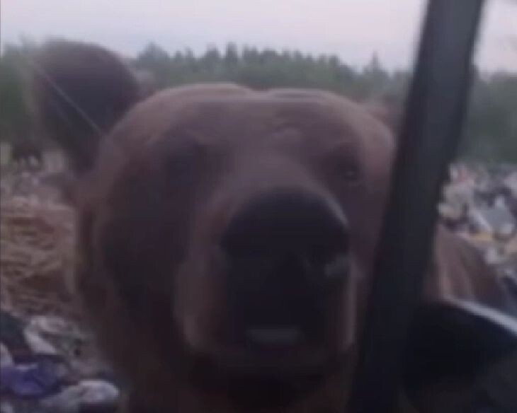 Фото: скриншот видео