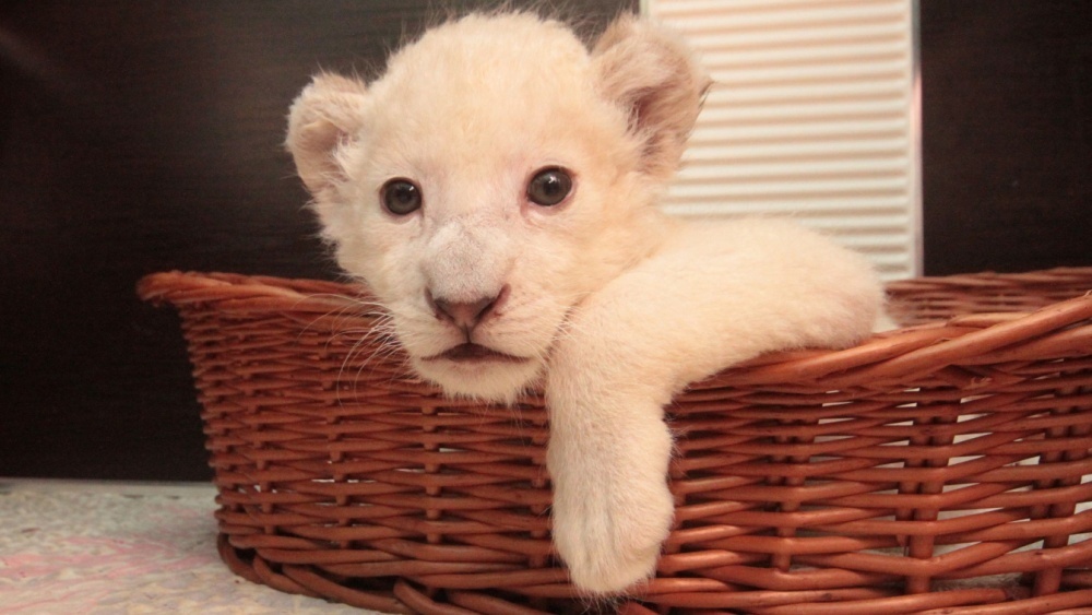     Фото: Alexey Pavlishak/Shutterstock/FOTODOM