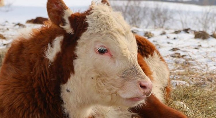    Фото: Минсельхоз Самарской области