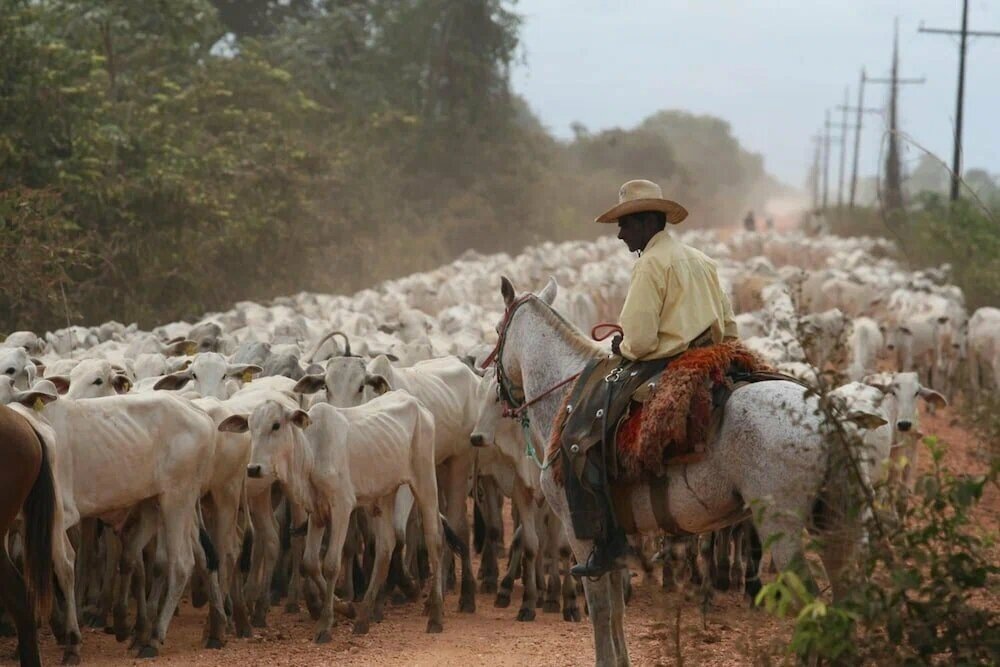 Высокая влажность и тёплый климат сделали это место идеальным для фермерства. Именно отсюда поставляют большую часть говядины для всей остальной Бразилии. Фото: Pantanal Mato Grosso Hotel / Яндекс Путешествия