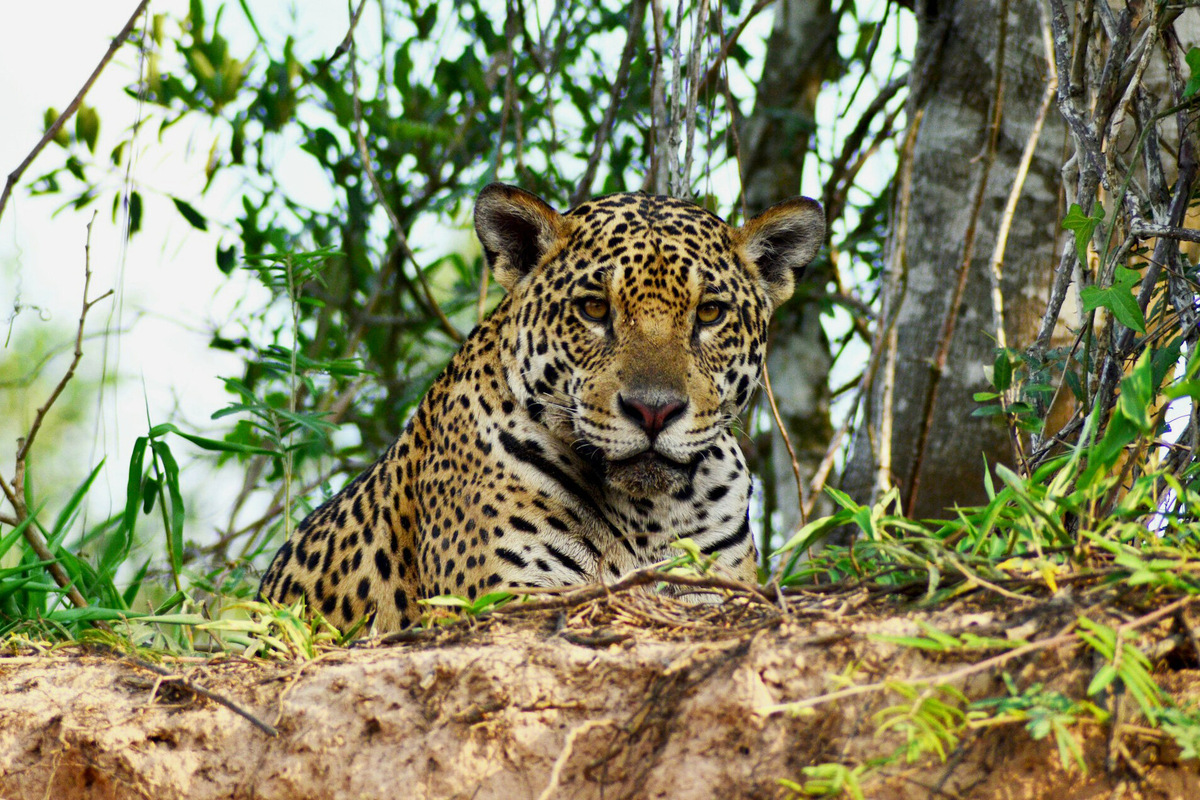 Символом региона и визитной карточкой Пантанала стали ягуары. Встретить их на групповой экскурсии вряд ли получится — кошки ведут преимущественно сумеречный и ночной образ жизни, предпочитая не приближаться к людям. Фото: Abraao Paes / Unsplash