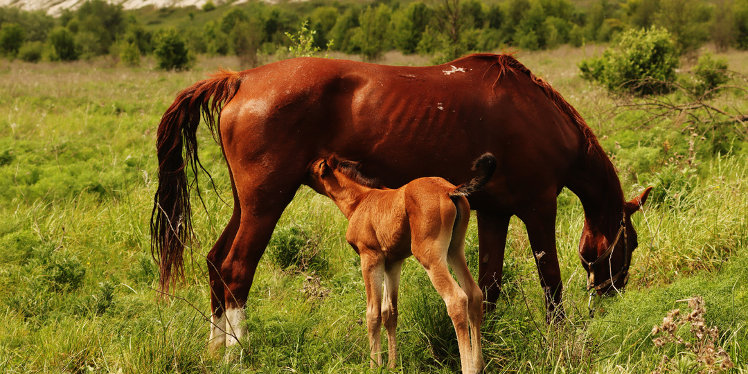 Современные подростки и... лошади.