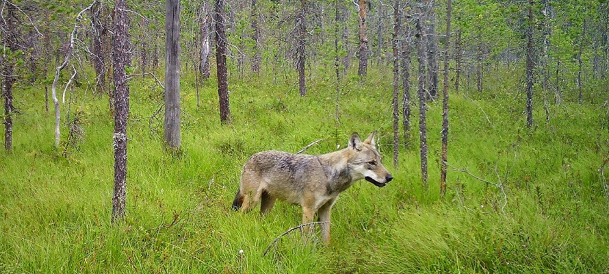    фото: © Данила Панченко / Институт биологии КарНЦ РАН