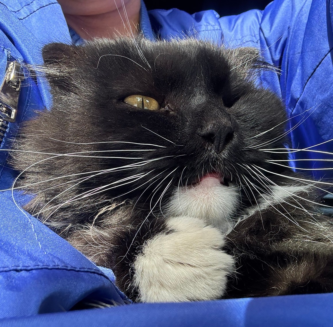 Фото кота на руках