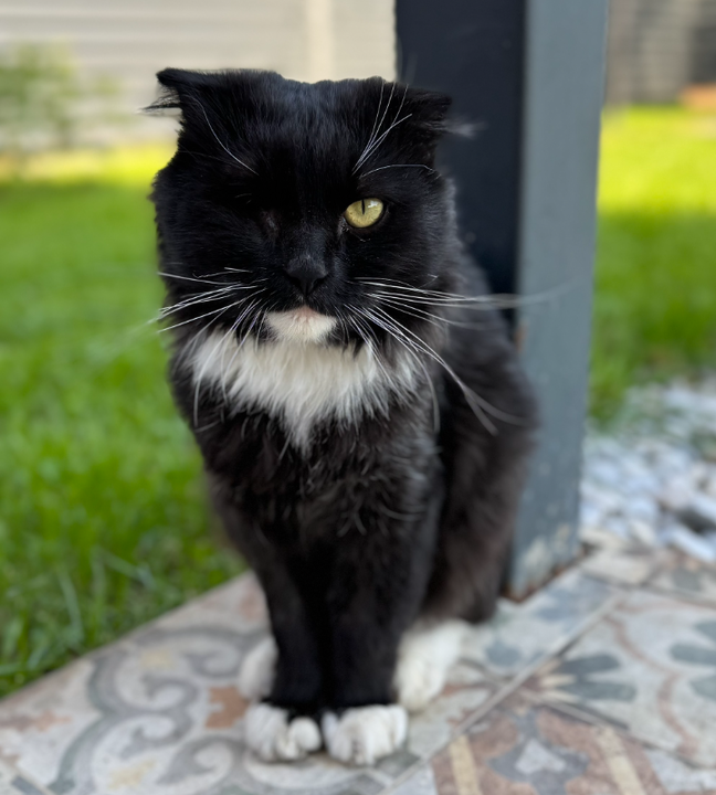 Тот самый кот