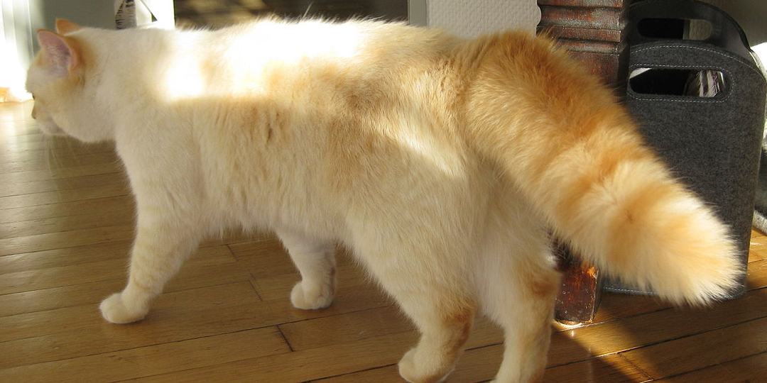 😺Интересные факты о кошачьем хвосте, которые вы до сих пор не знали