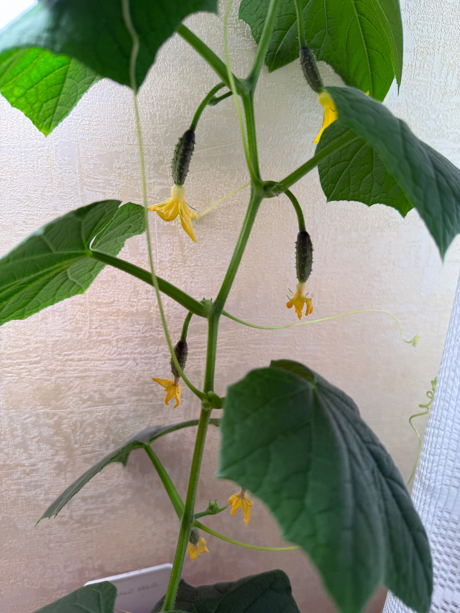 Сорт Тимоша