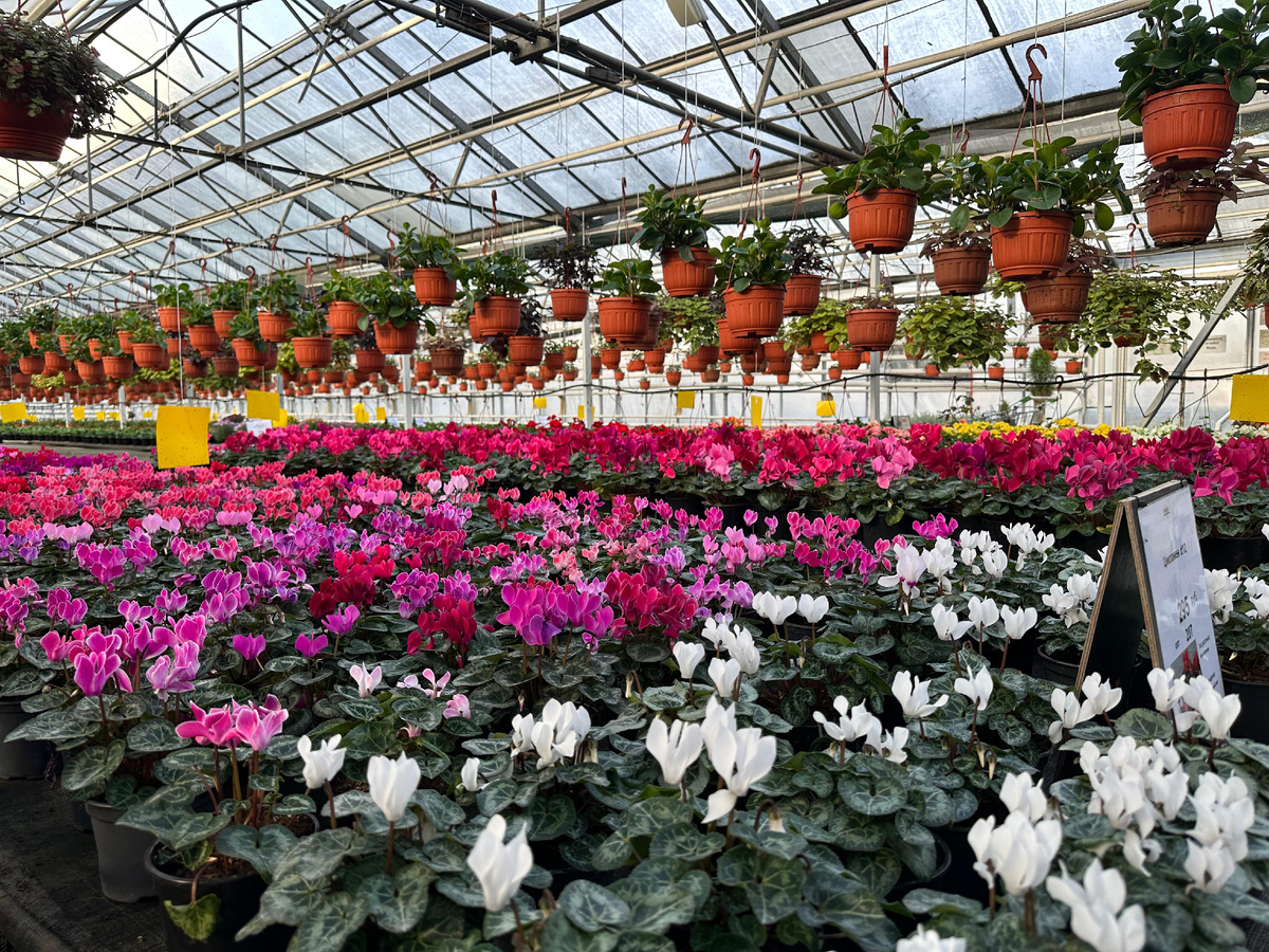 Цветущие цикламены