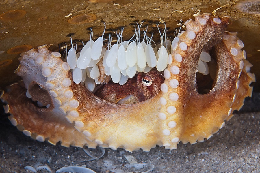 Самка осьминога с кладкой. Фотография из интернета