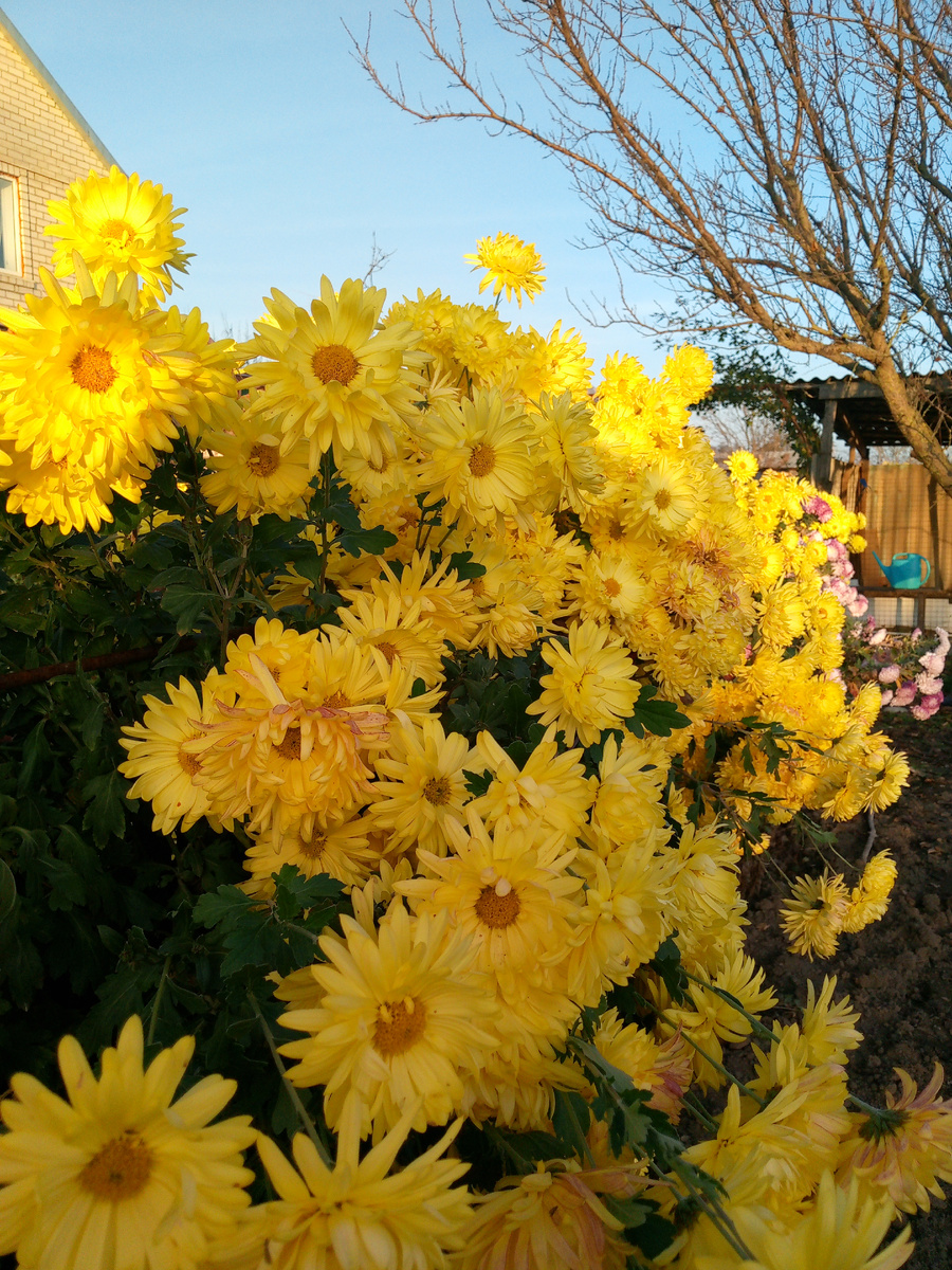 Хризантемы. Ноябрь. Фото из моего сада..