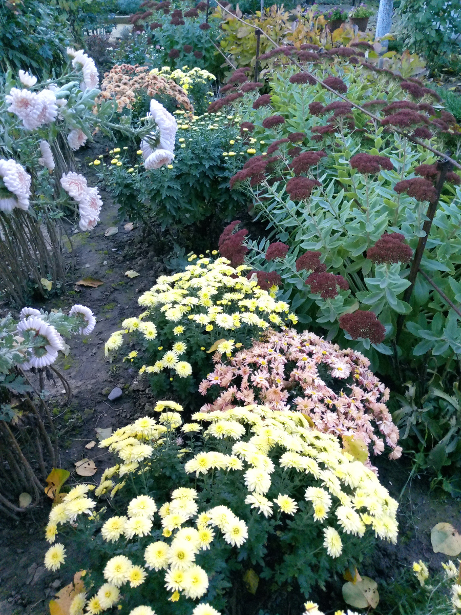 Осенняя дорожка из мультифлоры. Октябрь.