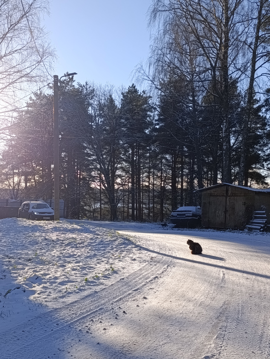 Полянский котик 