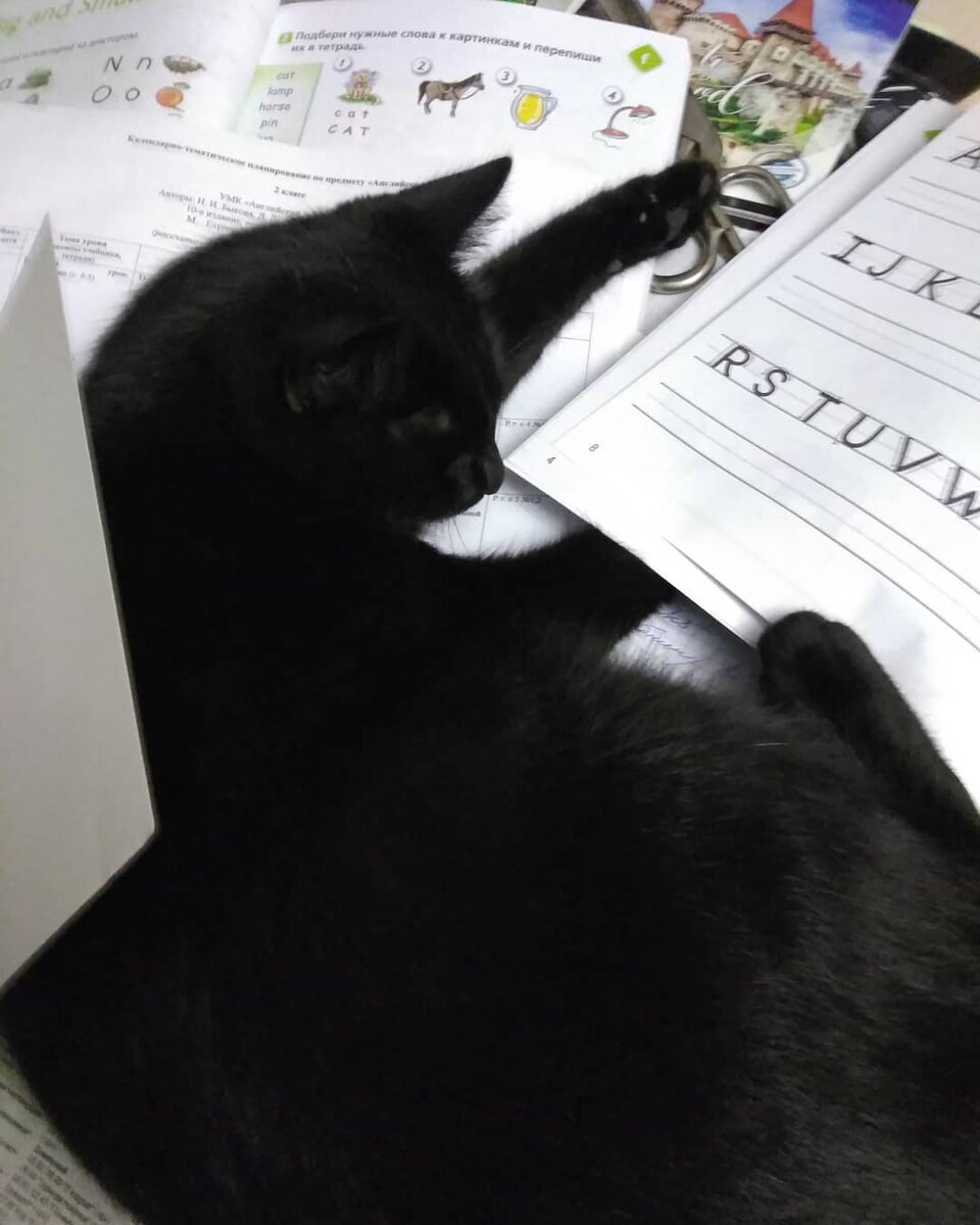 Коты всегда ладят залезть на тетради и книги. Участвуют в процессе.