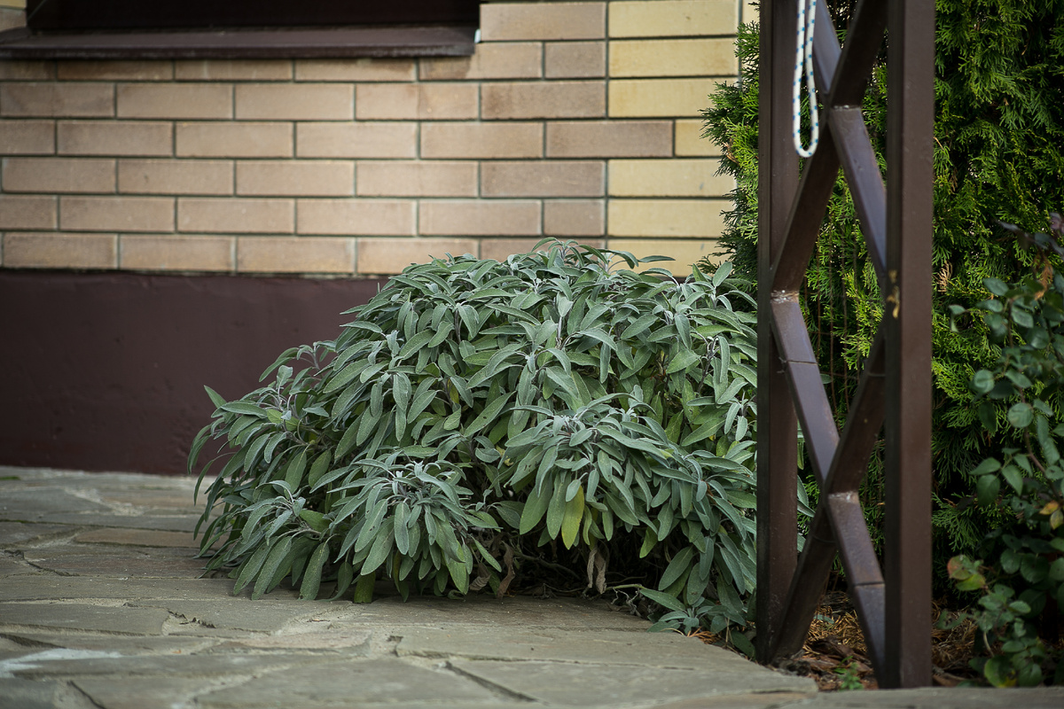 Шалфей лекарственный. Автор фото Елена Якимова / Greenfingers