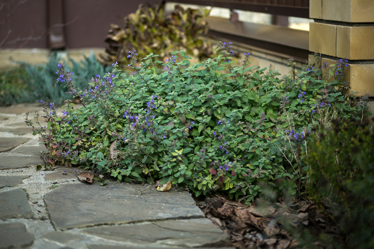 Котовник Фассена Blue Wonder. Автор фото Елена Якимова / Greenfingers