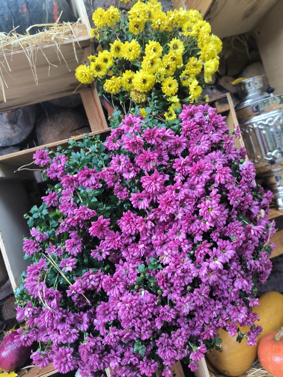 Все фотографии в статье авторские... Осенние... 