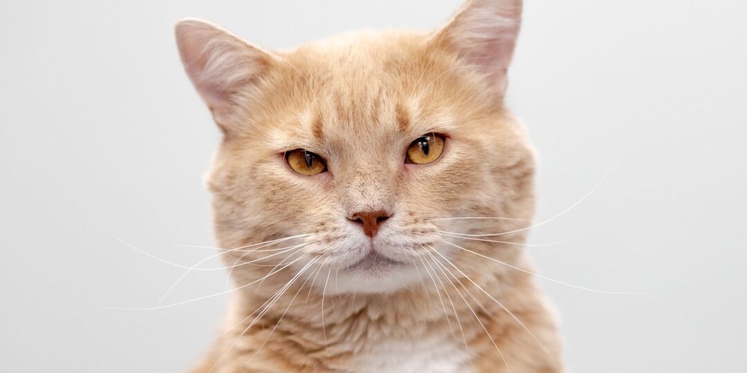 Самый ласковый на свете котик в поисках своей семьи!