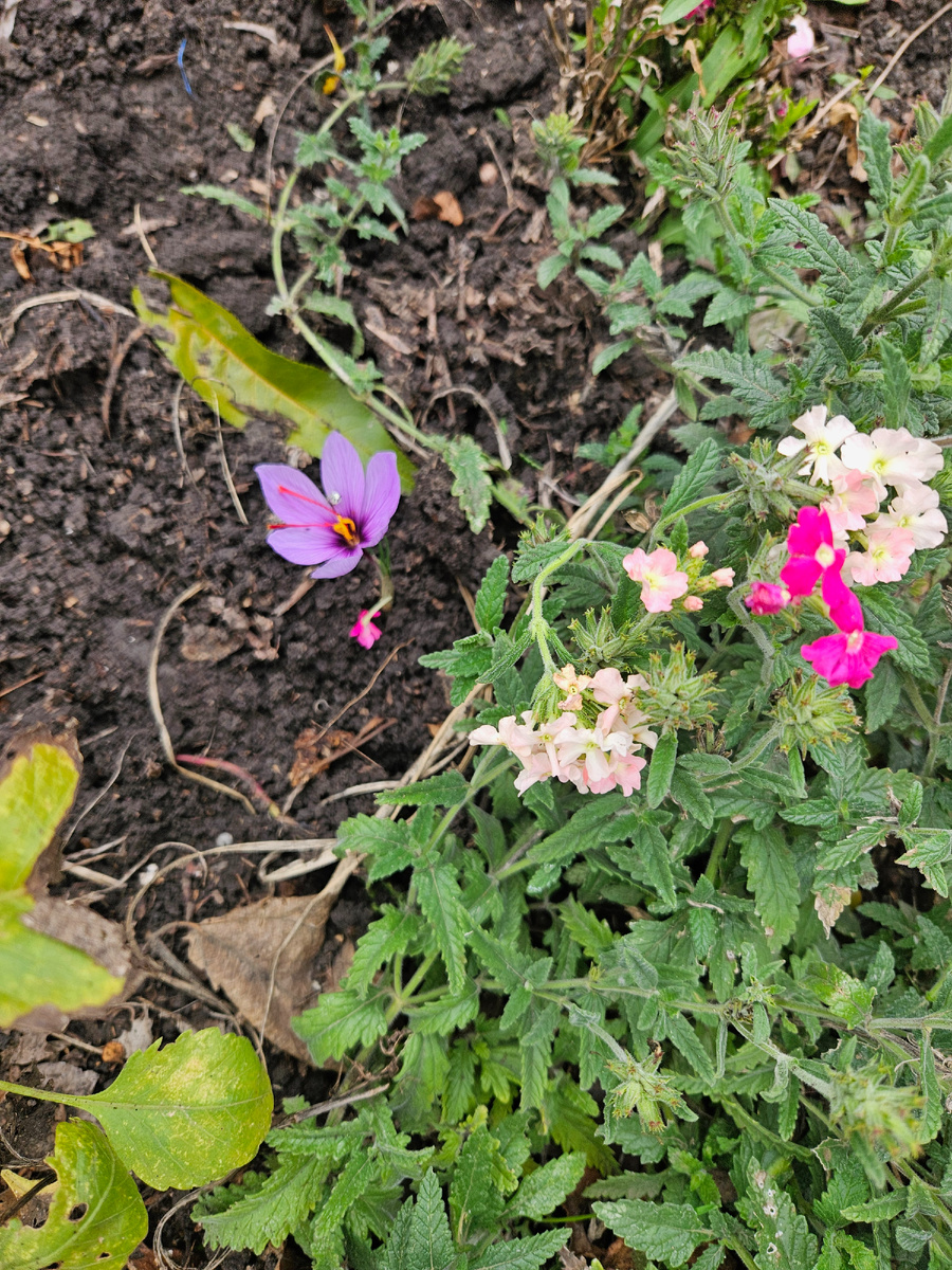 Вербена и шафран