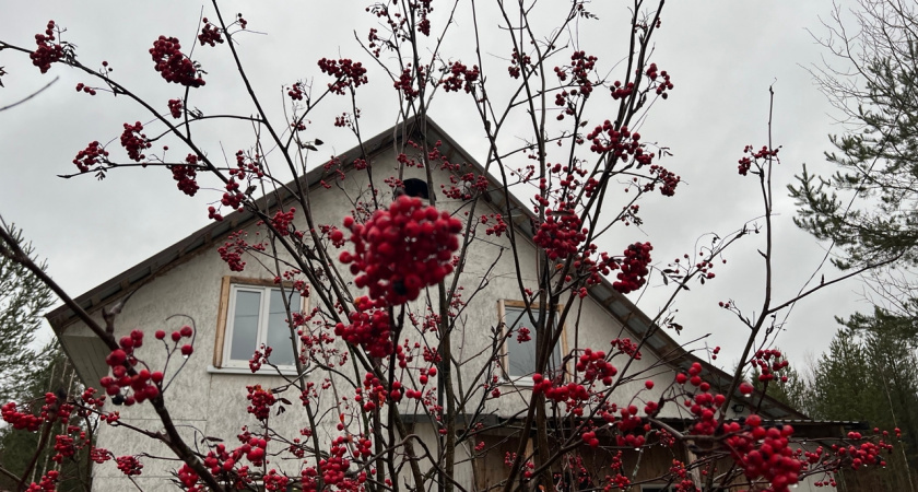    Сыктывкарцам объяснили, почему на дачах строить дома опасно