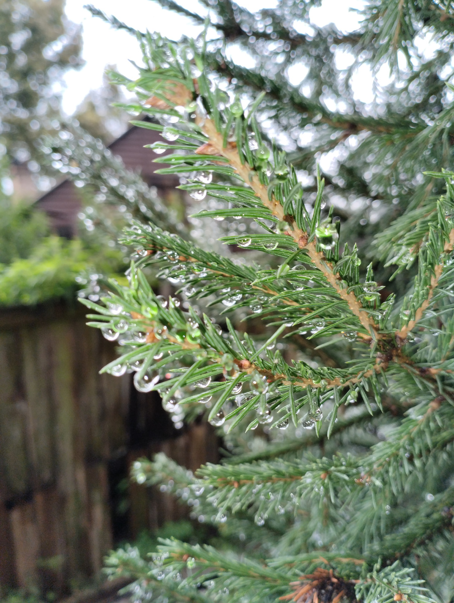 После дождя. Фотография из личного архива