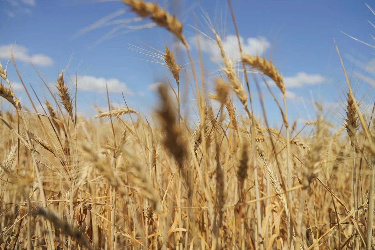    Фото: ТРК «Таврия»