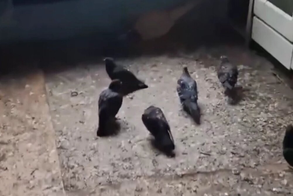    Фото: скриншот из видео «ЧС Тюмень»