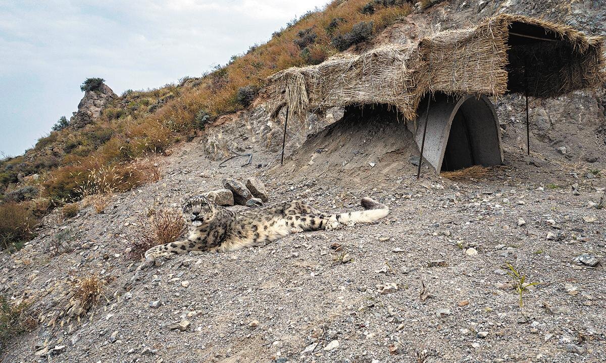 Снежный барс в центре адаптации в национальном природном заповеднике “Горы Хэлань” в Нинся-Хуэйском автономном районе Китая. (с) YANG ZHISEN/XINHUA.