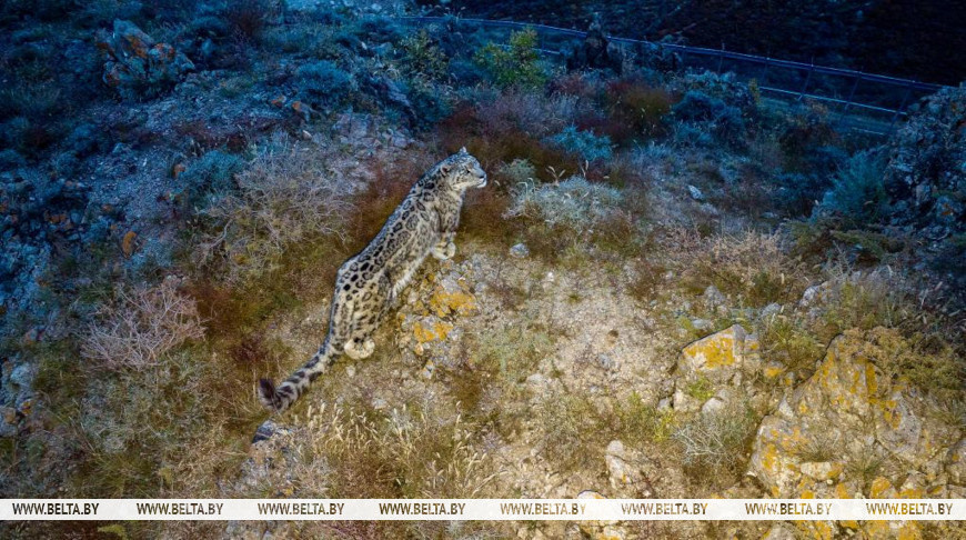 Камера центра адаптации следит за снежным барсом - участником проекта по реинтродукции