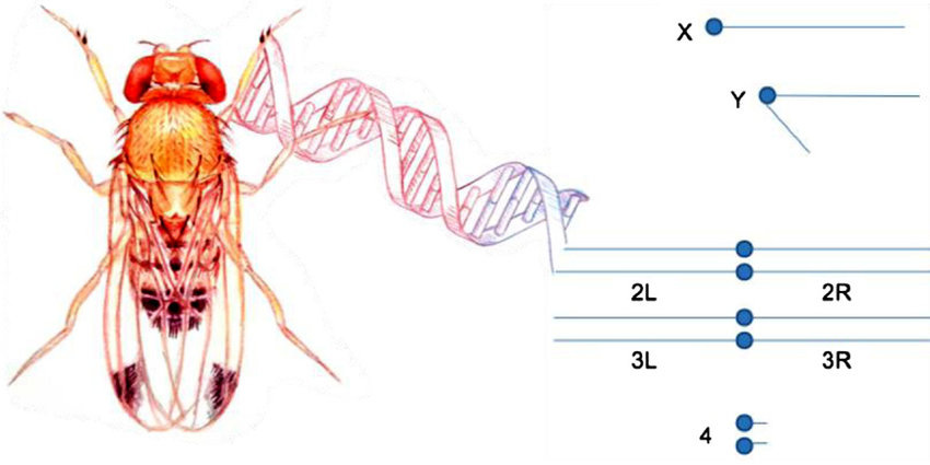 Геном дрозофилы . Фото https://www.researchgate.net/figure/The-Drosophila-genome-The-fly-genome-consists-of-four-chromosome-pairs-the-sex_fig43_315866219 