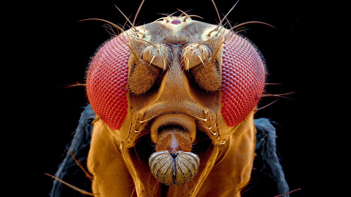 Drosophila melanogaster. Фото https://www.science.org/content/article/proteins-sense-light-also-sense-taste-least-fruit-flies 