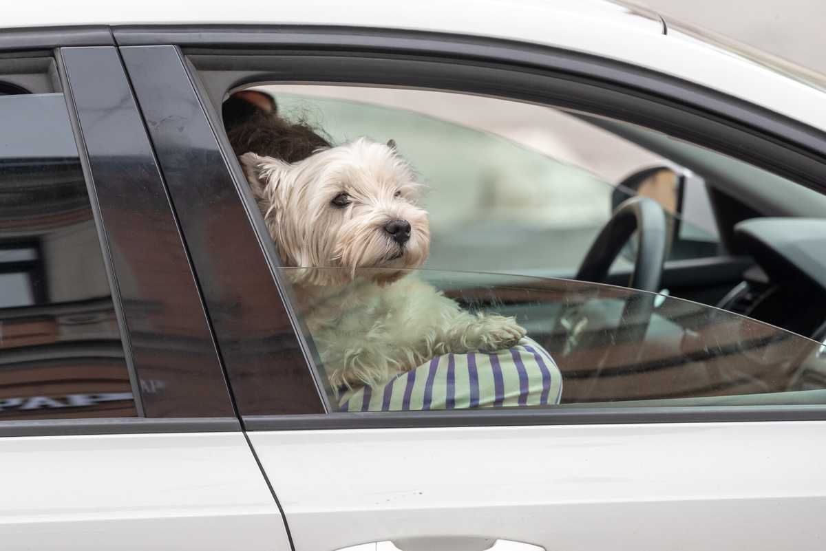 Фото: Олег Золото / «Петербургский дневник»