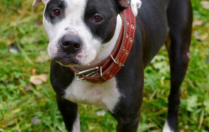 Рейна из ниоткуда появилась на улице города