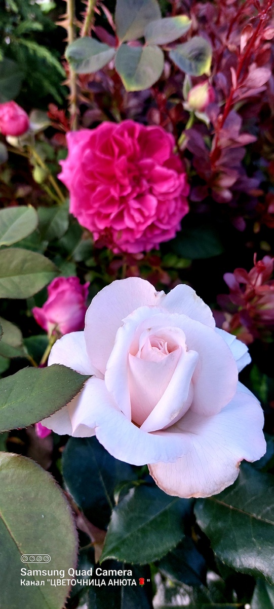 Роял Копенгаген. Ч/г роза. И Манстед Вуд. "Остинка"