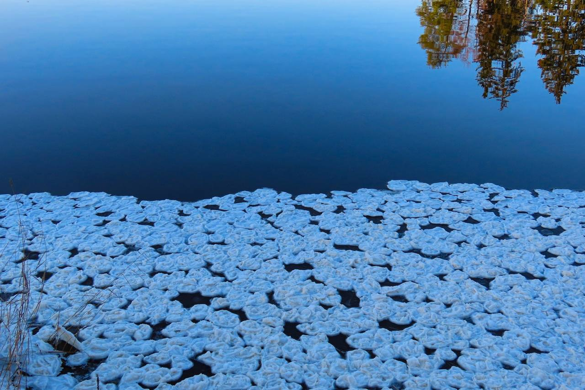 Фото: Музей-заповедник «Парк Монрепо»