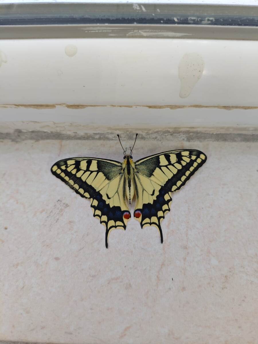 Бабочка махаон. 