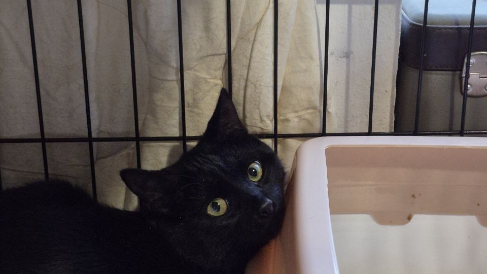 Чёрный кот, которому не везёт, как в той самой песне